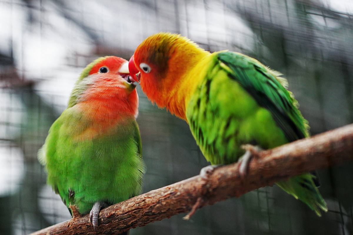 Únete al Gran Día Mundial de Observación de Aves el 12 de octubre