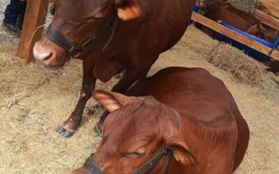 Proyecto Ubre ofrece los mejores productos y calidad en genética de la ganadería nacional