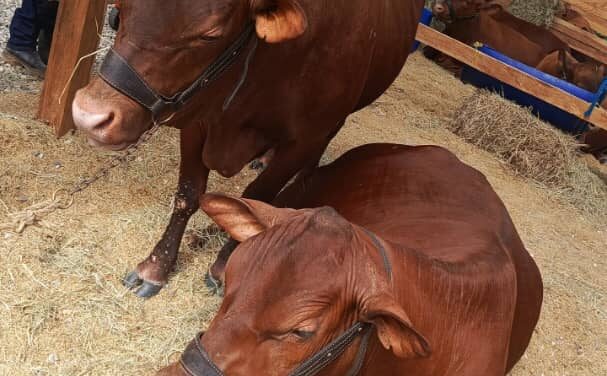 Proyecto Ubre ofrece los mejores productos y calidad en genética de la ganadería nacional